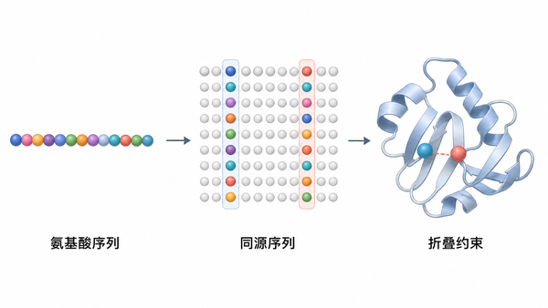 从氨基酸序列和同源序列推断折叠约束