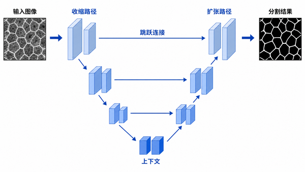 U-Net 的概念机制：收缩路径提取上下文，扩张路径恢复空间分辨率，跳跃连接补回同尺度的位置细节。